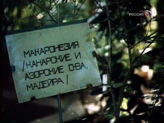 Древо и желание