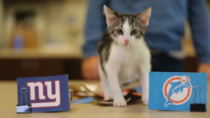 Stats vs. cats: NFL Week 14 picks