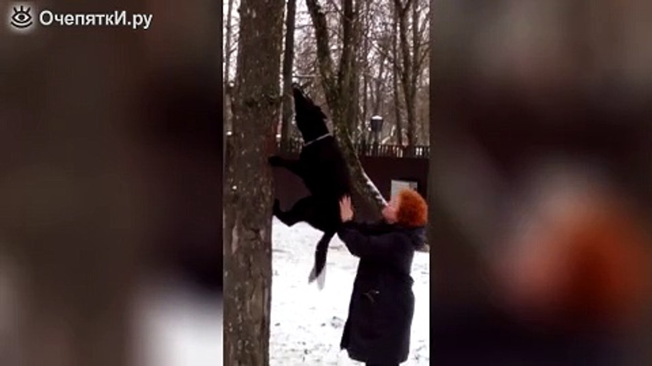 Дерево, отдай ветку!