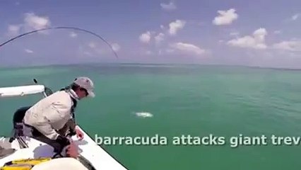 Барракуда атакует каранкса