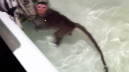 Обезьянка купаеться