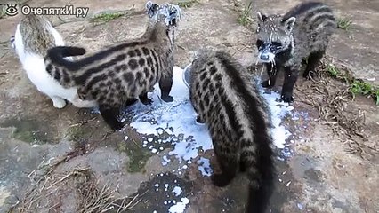 Они пить что ли не умеют