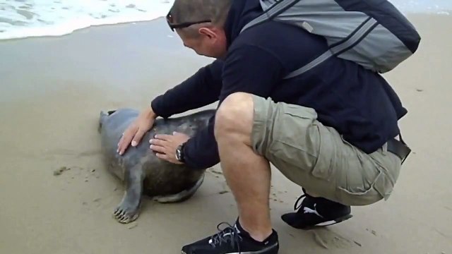 Ручной тюлень. Забавный тюлень на берегу моря