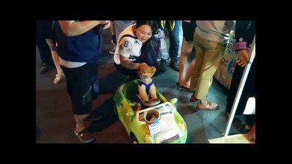 Самые умные собаки