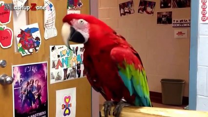 Смешные попугаи. Весёлые птицы