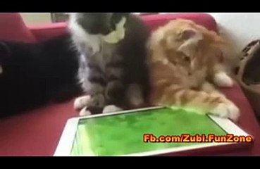 Cats catching the rat