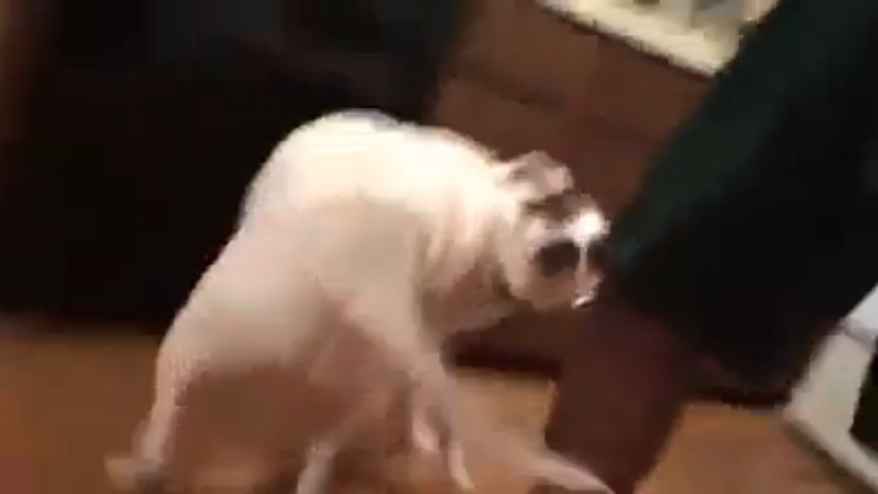The dog wants to be like her
