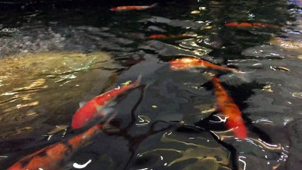 Cá vàng bơi trong bể nước