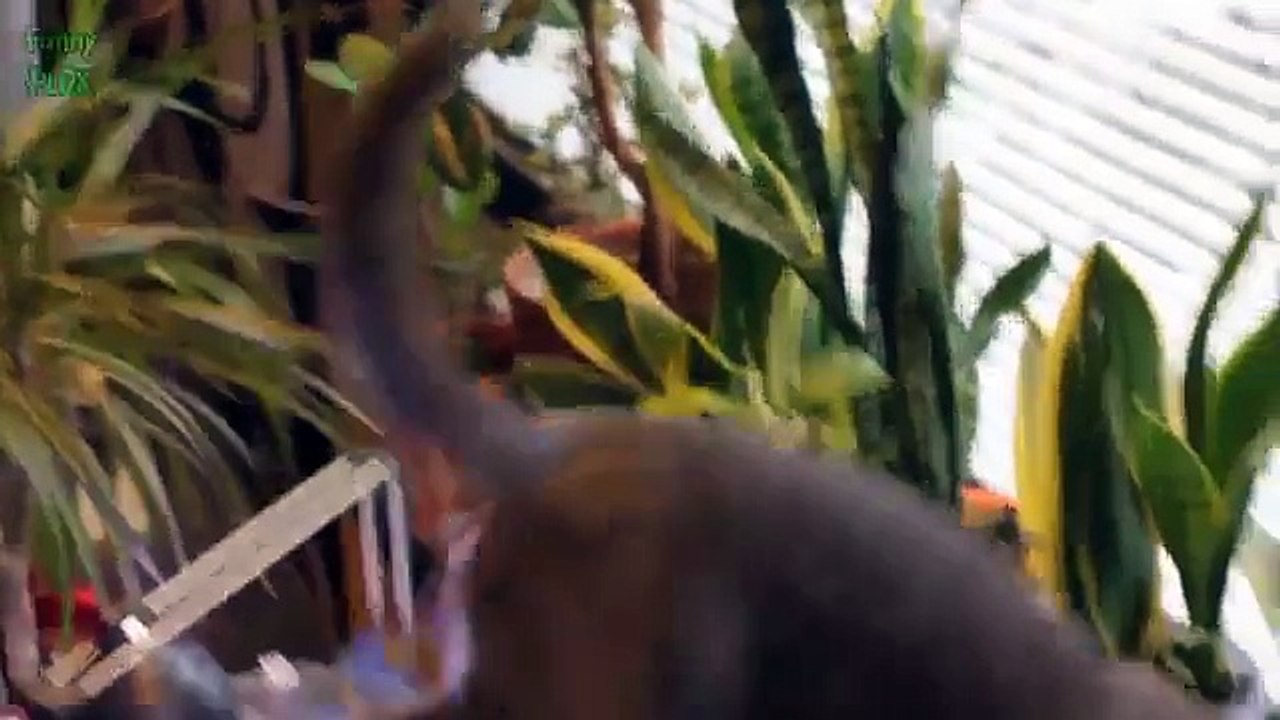 Funny Cats and Kittens Meowing Compilation 2015 [NEW HD]