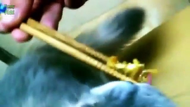 Funny Cats Eating with Chopsticks Compilation 2015 [NEW HD]