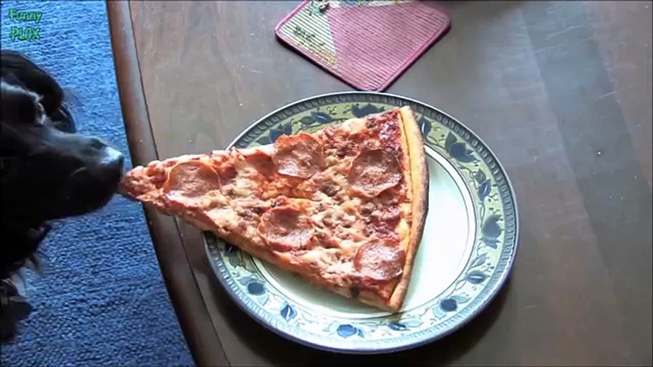 Funny Dogs Stealing Pizza Compilation 2015 [NEW HD]