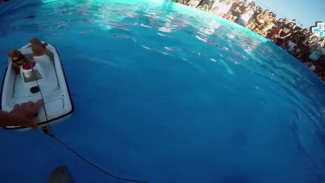 Такого вы не видели точно! Белка на лыжах!