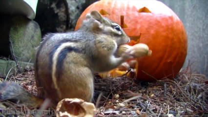 Funny Squirrel Compilation Funny Squirrel Videos