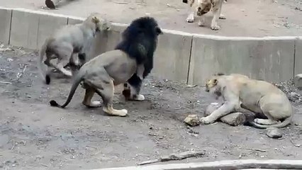 Lion Attack young male lions