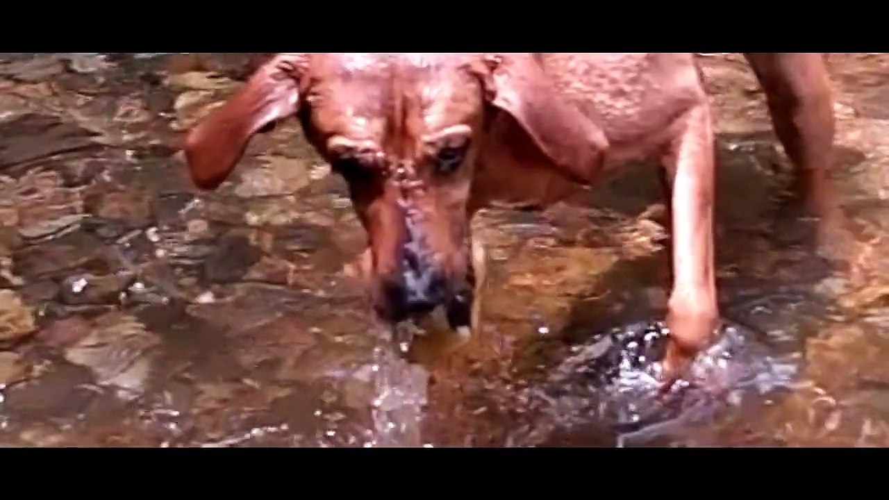 DOG HAS SUPER POWERS - Ray William Johnson