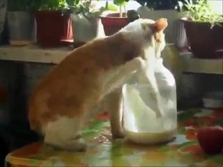 Прикол.Так могут только Русские коты