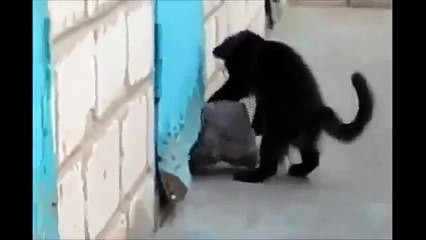 Отважный кот спасает друга