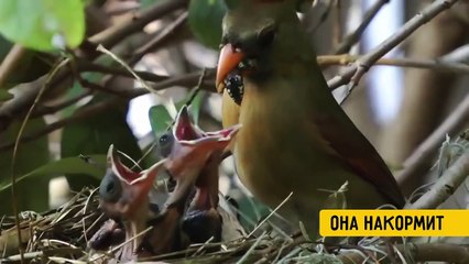 БЕРЕГИТЕ МАМУ