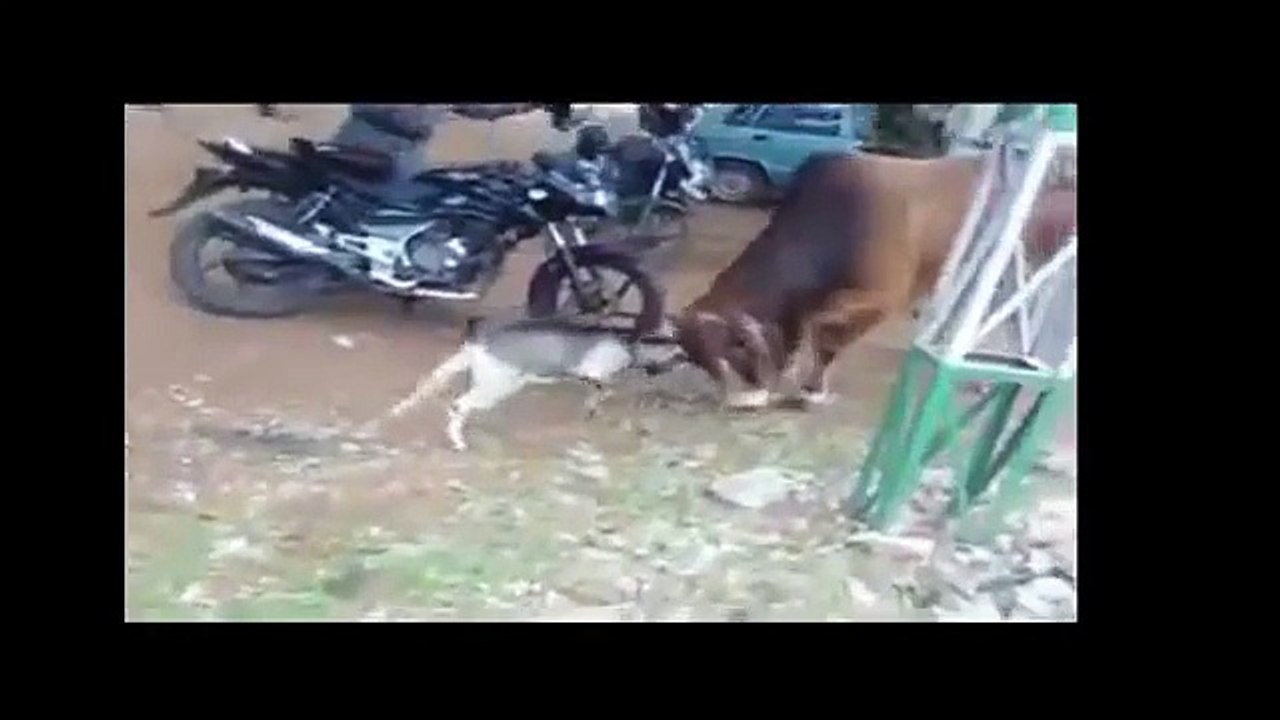 Funny Videos Compilation