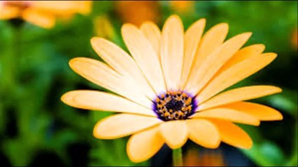 Méditation guidée en français Lamour en soi