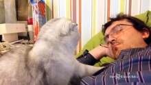 Как скучна жизнь домашнего кота