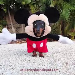 Модный костюм для таксы