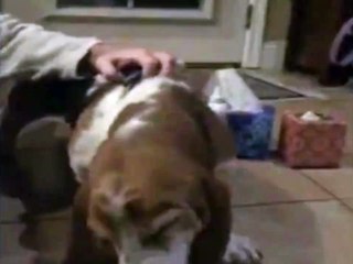 Basset Hound Shakes It Off In Slo Mo