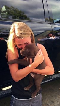 Demande en mariage énorme : il offre un chiot à sa future femme et ecrit sa demande sur son collier