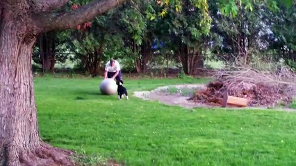 The Clumsier Side of Having a Dog