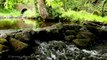 1 hour Nature Sounds-Birds Singing-Relaxing Sound of Water-Relaxation-Meditation-Johnnie L