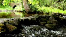 1 hour Nature Sounds-Birds Singing-Relaxing Sound of Water-Relaxation-Meditation-Johnnie L