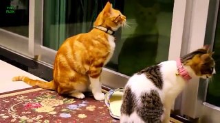 Funny Cats and Kittens Meowing Compilation 2015 [HD]
