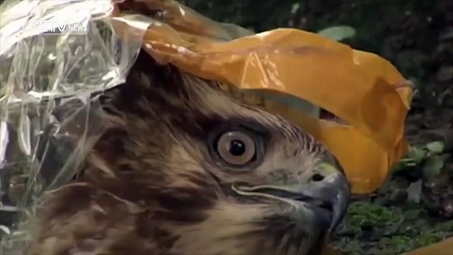 Police rescue endangered birds wrapped in TAPE in China