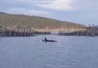 Rare Sighting of Killer Whales in the River Derwent