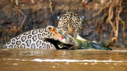 Jaguar vs Caiman: Big Cat Ambushes Reptile In Epic River Battle