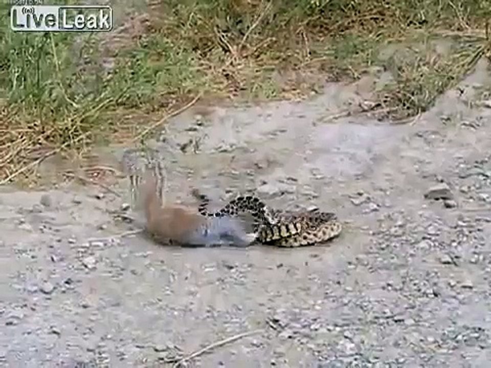 Ecureuil VS Serpent !