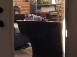 Cat trying to get inside room from sofa   Whatsapp funny videos 2015 2016 @whatsapp #whatsapp