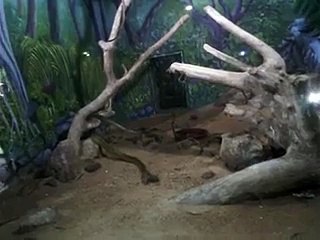 Live Cobra snake in trivandrum zoo   Whatsapp funny videos 2016 2015 #whatsapp #whatsapp