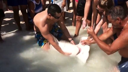 Retirer des hameçons de la gueule d'un requin-marteau