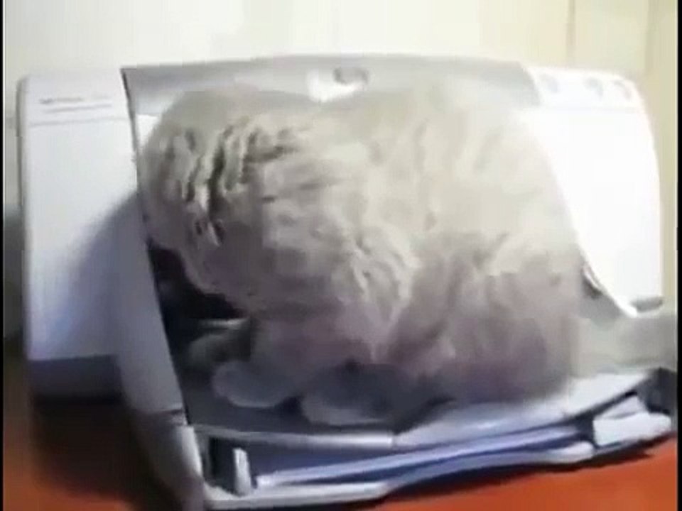 Funny Cat 8