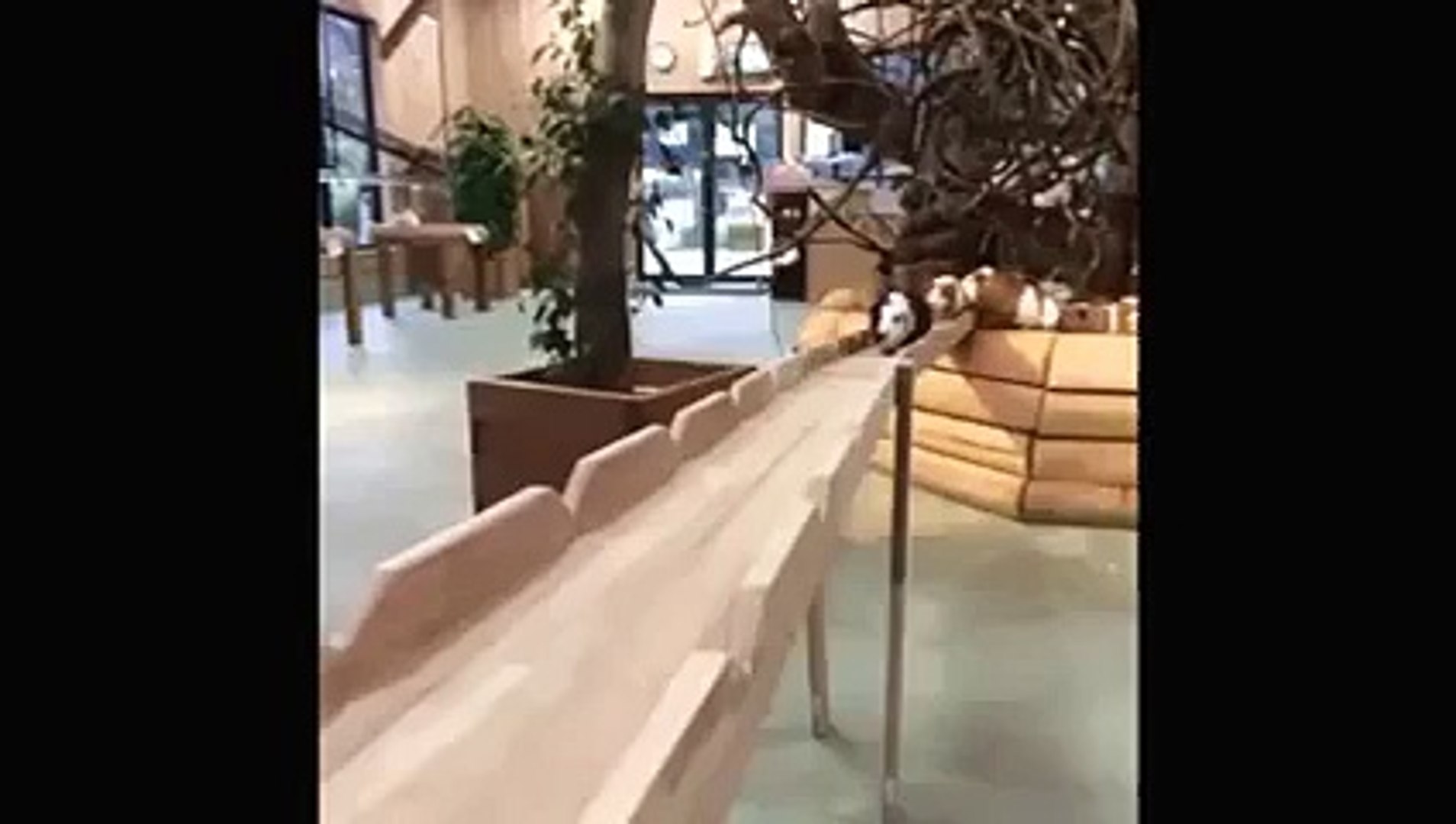 ⁣whatsapp funny videos 2015   cute animal videos 2016   whatsapp funny videos #whatsapp @whatsapp