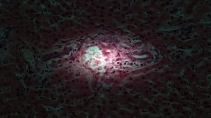 BBC Documentary - Cloning The First Human