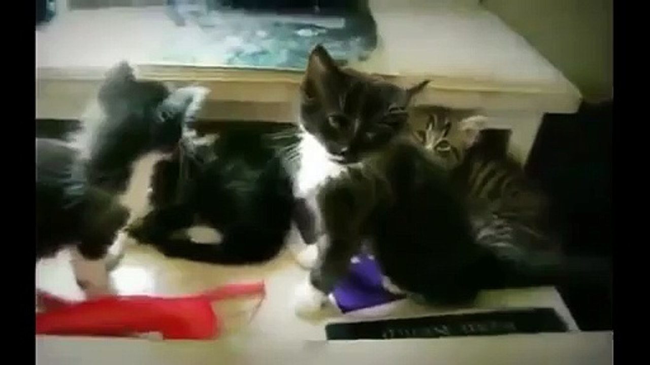 Funny Cat 14