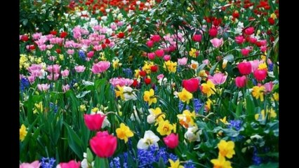 Em là bông hồng nhỏ - Nhạc thiếu nhi vui nhộn hay nhất