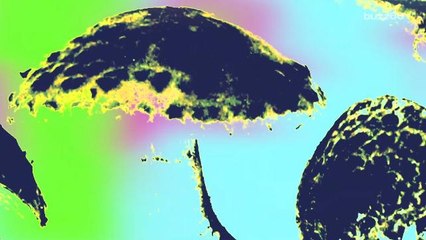 The theory about flying reindeer may be due to magic mushrooms