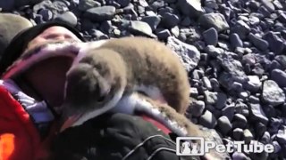 Baby Penguin Meets Human for the First Time ... pingvin