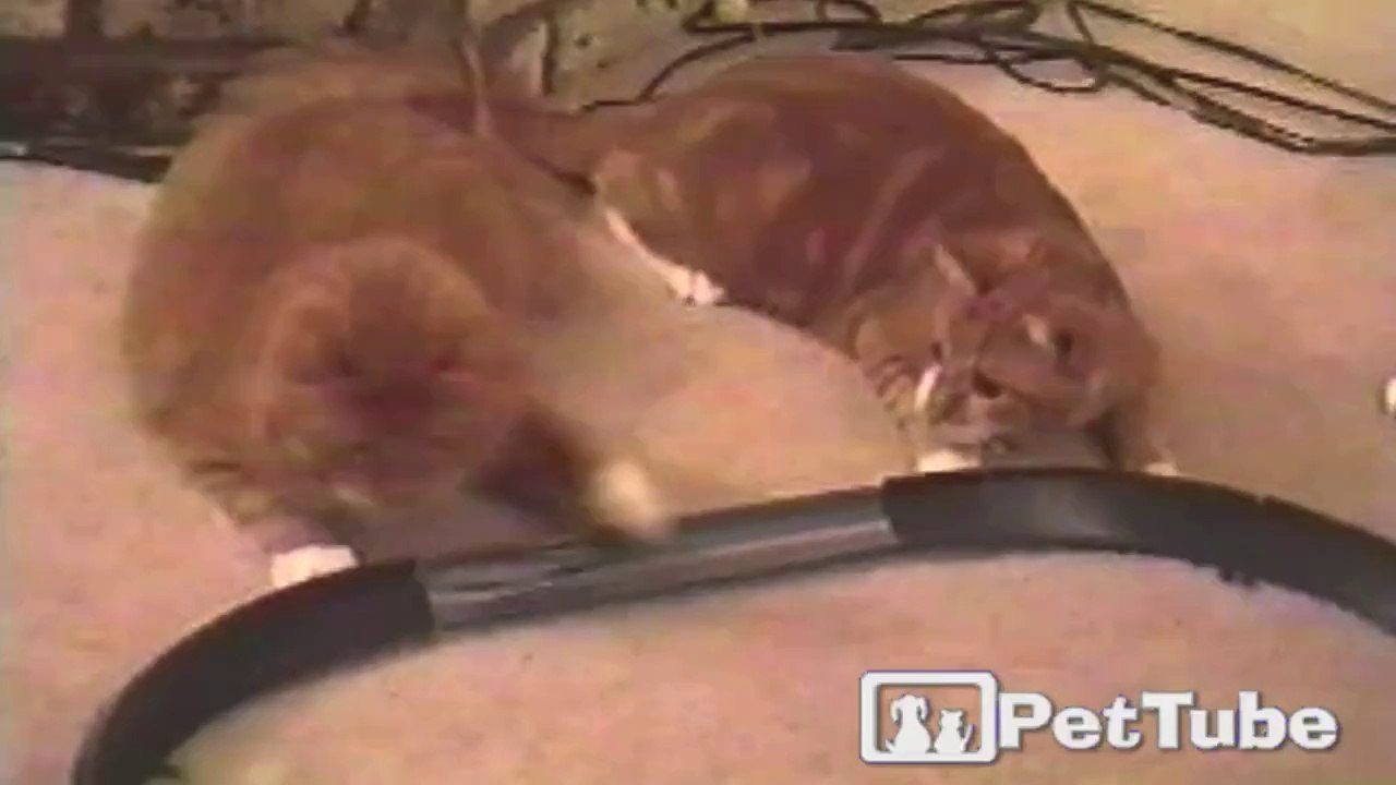 Race Car Cats
