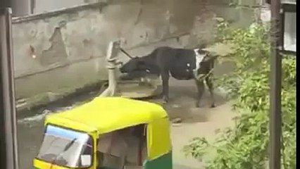 fall short   funny animal compilation video clips 2014