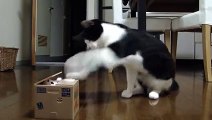 Funny Cats Videos - Cute Kittens Compilation 2015 - Ultimate Cat Vines Compilation 2015 -