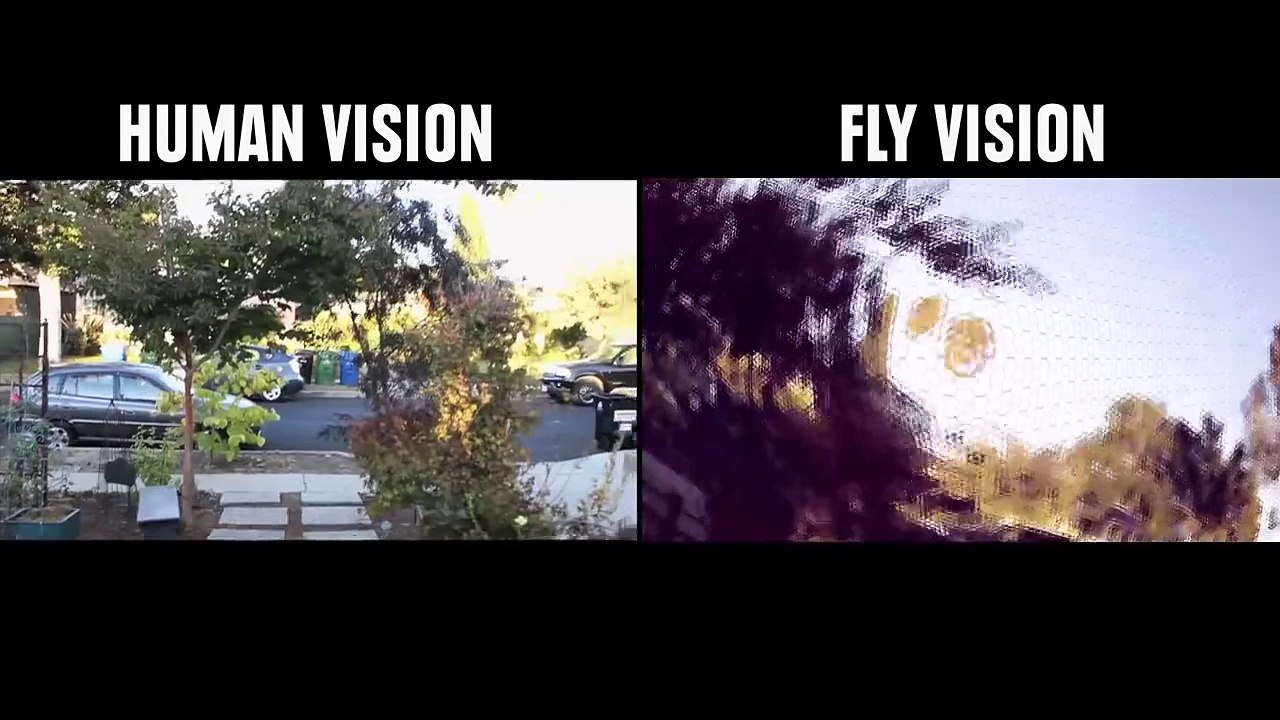 how animals see the world